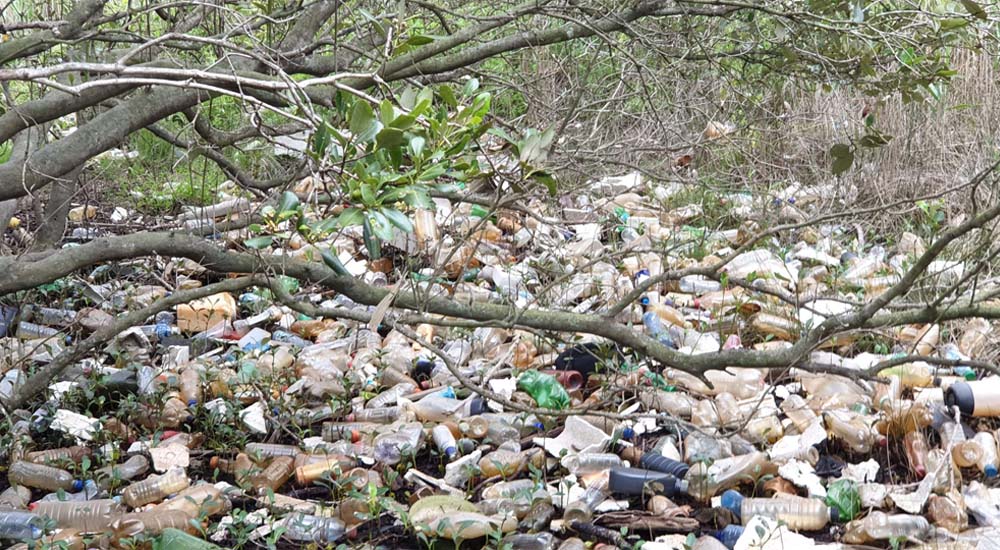 Cooks River Clean-up 02